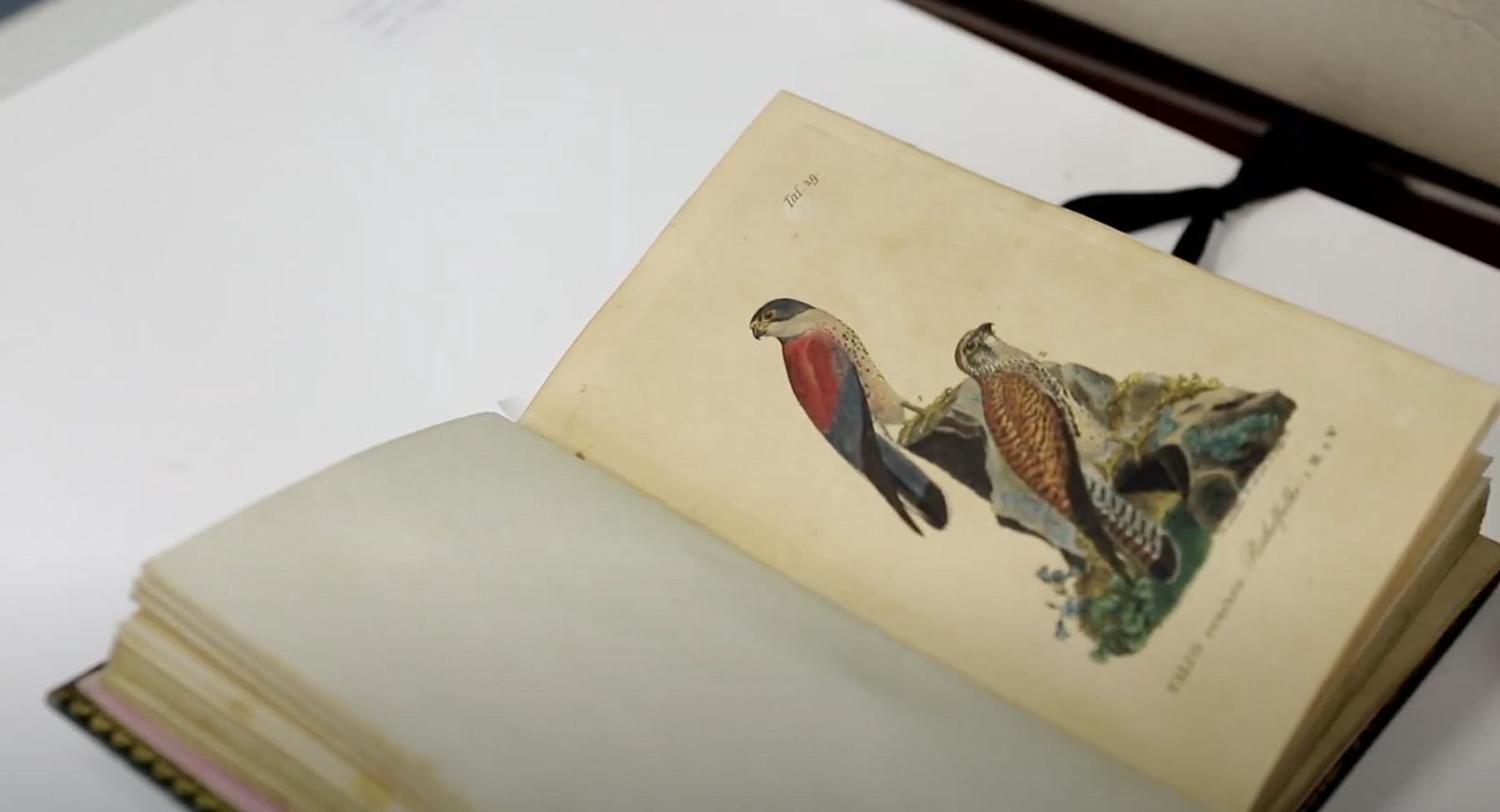 Screenshot aus dem Film über Johann Friedrich Naumann mit Material von Schloss Köthen © ca:artix