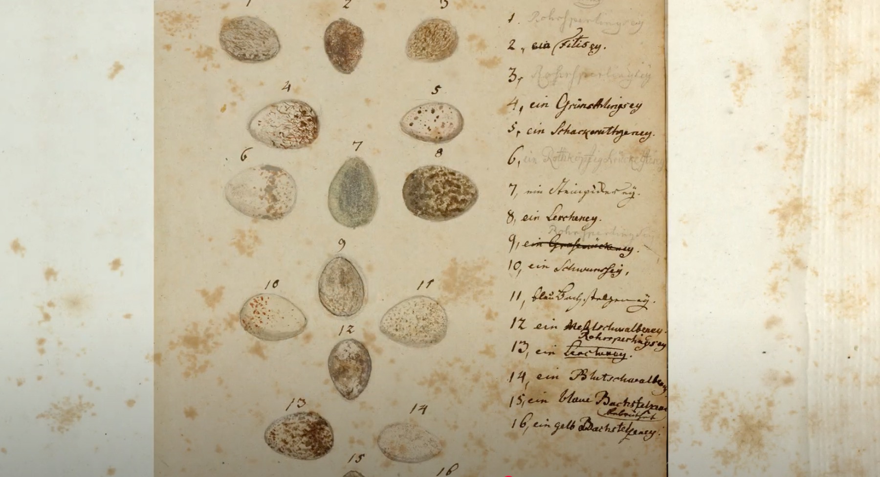 Screenshot aus dem Film über Johann Friedrich Naumann mit Material von Schloss Köthen © ca:artix